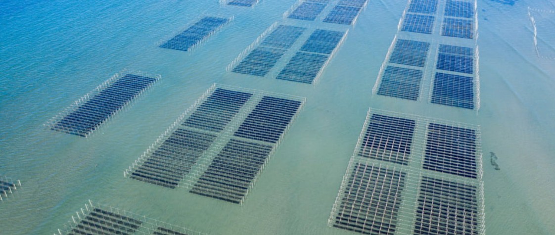 Blue economy and marine tech campaign — seaweed cultivation and coastal activity